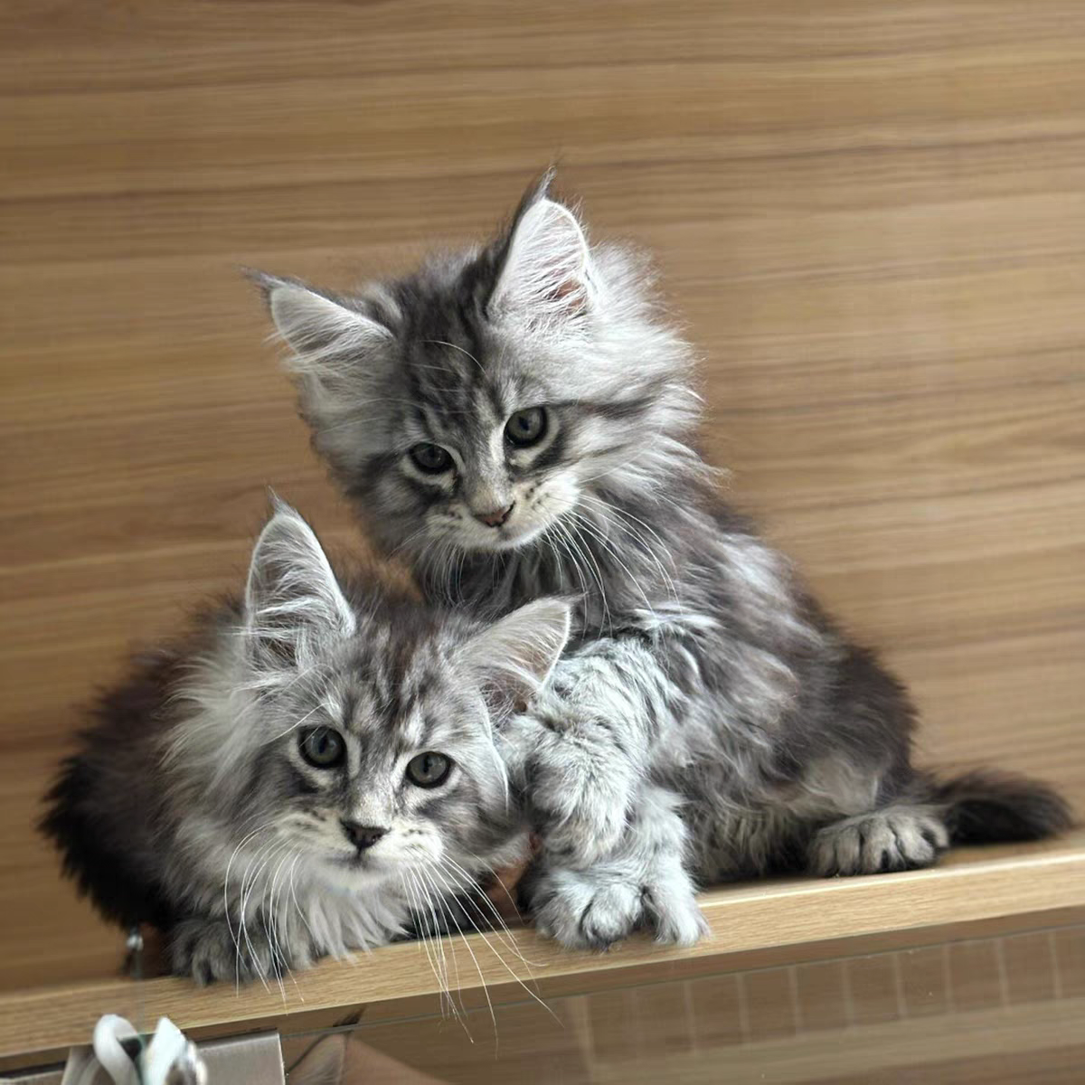 猫舍直销批发价格出售缅因库恩猫